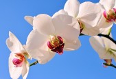 世界体操单项赛全国青训导师名单公布，世界体操协会