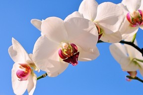 世界体操单项赛全国青训导师名单公布，世界体操协会